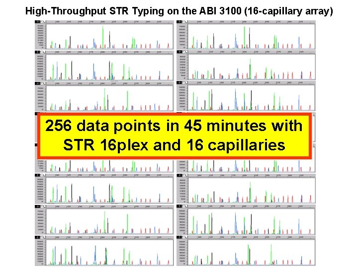 High-Throughput STR Typing on the ABI 3100 (16 -capillary array) 256 data points in