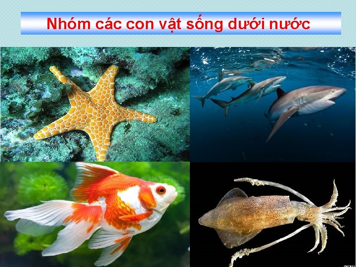 Nhóm các con vật sống dưới nước 