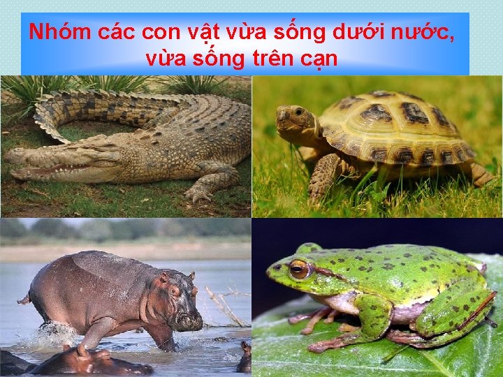 Nhóm các con vật vừa sống dưới nước, vừa sống trên cạn 