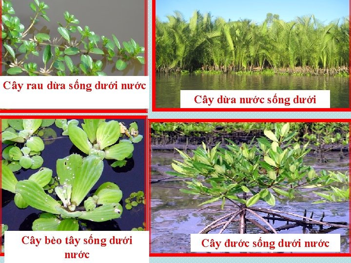 Cây rau dừa sống dưới nước Cây dừa nước sống dưới Cây bèo tây