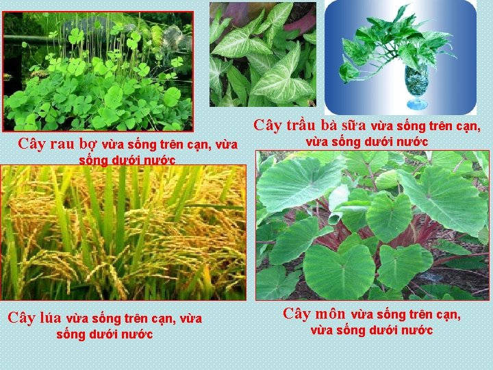 Cây trầu bà sữa vừa sống trên cạn, Cây rau bợ vừa sống trên