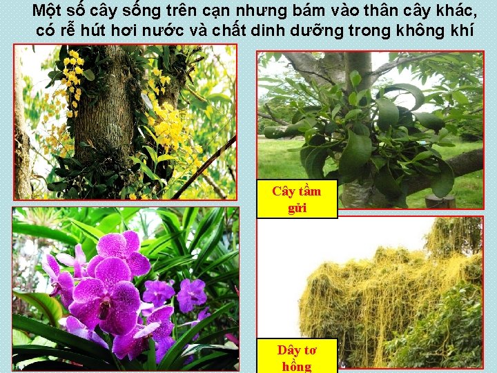 Một số cây sống trên cạn nhưng bám vào thân cây khác, có rễ