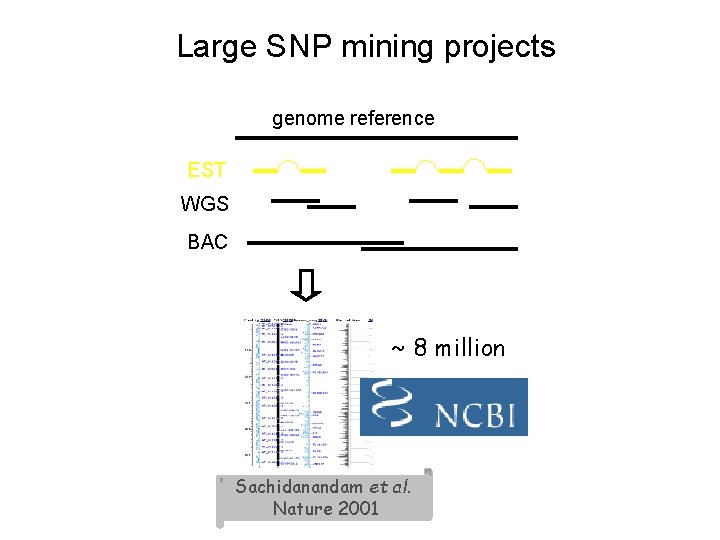 Large SNP mining projects genome reference EST WGS BAC ~ 8 million Sachidanandam et Large SNP mining projects genome reference EST WGS BAC ~ 8 million Sachidanandam et