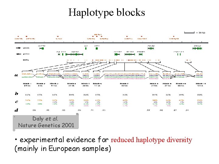 Haplotype blocks Daly et al. Nature Genetics 2001 • experimental evidence for reduced haplotype Haplotype blocks Daly et al. Nature Genetics 2001 • experimental evidence for reduced haplotype