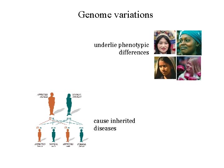 Genome variations underlie phenotypic differences cause inherited diseases Genome variations underlie phenotypic differences cause inherited diseases