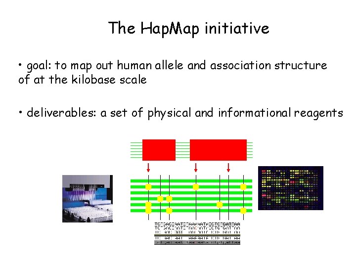The Hap. Map initiative • goal: to map out human allele and association structure The Hap. Map initiative • goal: to map out human allele and association structure