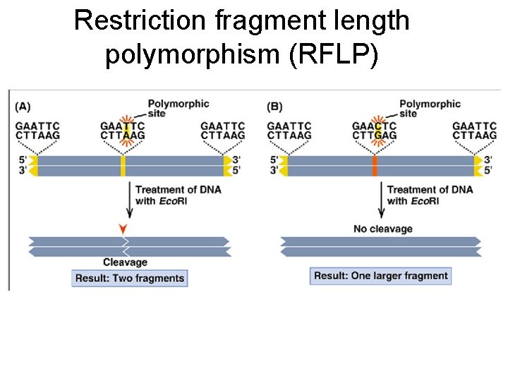 Restriction fragment length polymorphism (RFLP) Restriction fragment length polymorphism (RFLP)