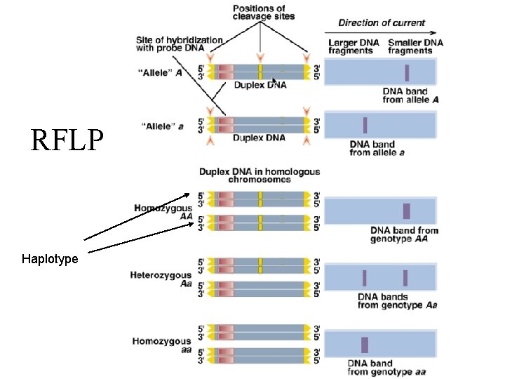 RFLP Haplotype RFLP Haplotype