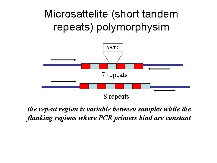Microsattelite (short tandem repeats) polymorphysim AATG 7 repeats 8 repeats the repeat region is Microsattelite (short tandem repeats) polymorphysim AATG 7 repeats 8 repeats the repeat region is