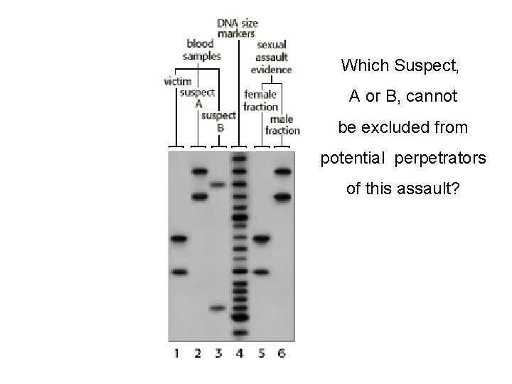 Which Suspect, A or B, cannot be excluded from potential perpetrators of this assault? Which Suspect, A or B, cannot be excluded from potential perpetrators of this assault?