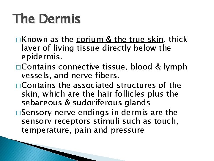The Dermis � Known as the corium & the true skin, thick layer of