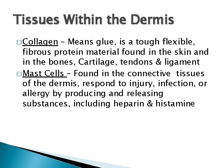 Tissues Within the Dermis � Collagen – Means glue, is a tough flexible, fibrous
