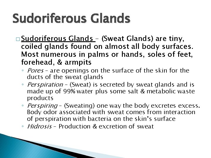 Sudoriferous Glands � Sudoriferous Glands – (Sweat Glands) are tiny, coiled glands found on