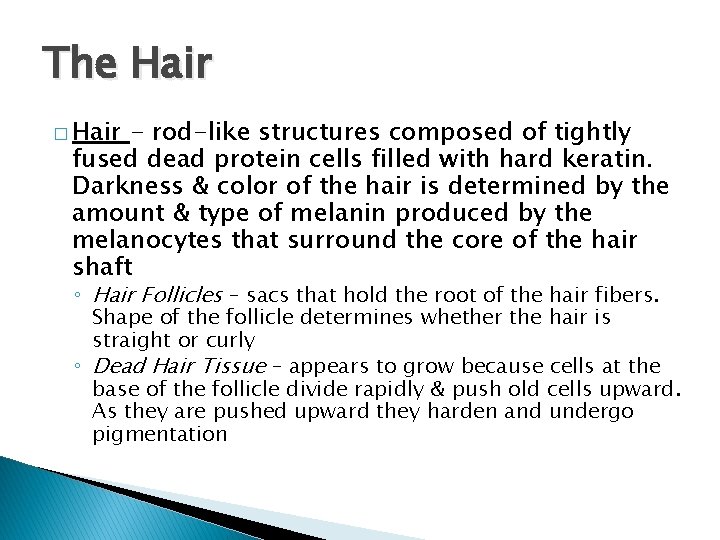 The Hair � Hair - rod-like structures composed of tightly fused dead protein cells