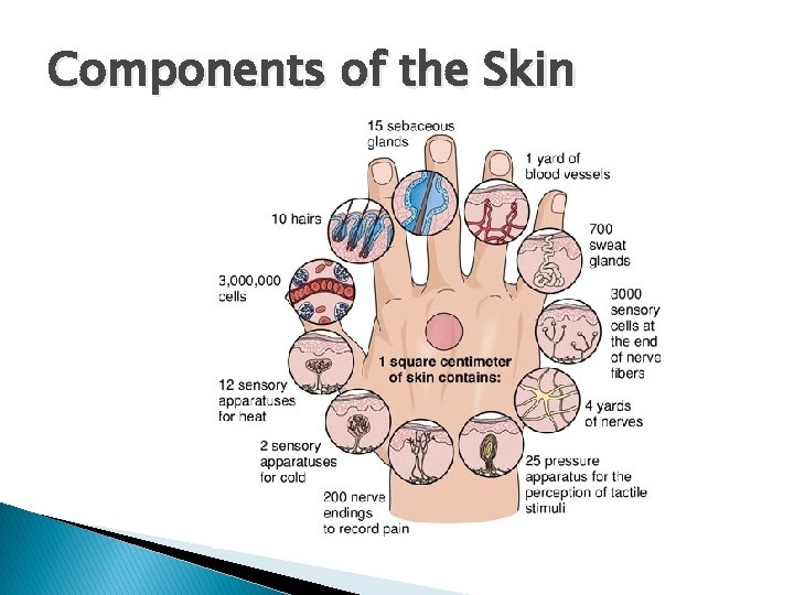 Components of the Skin 