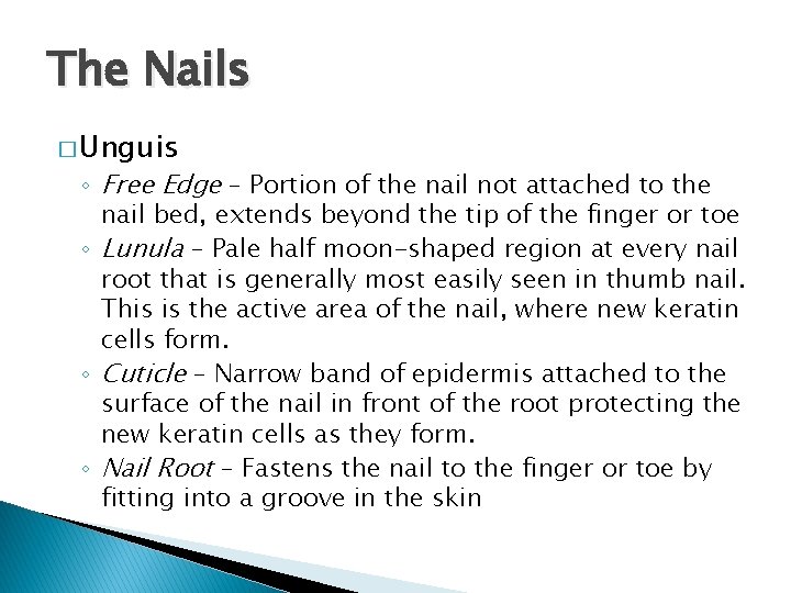 The Nails � Unguis ◦ Free Edge – Portion of the nail not attached