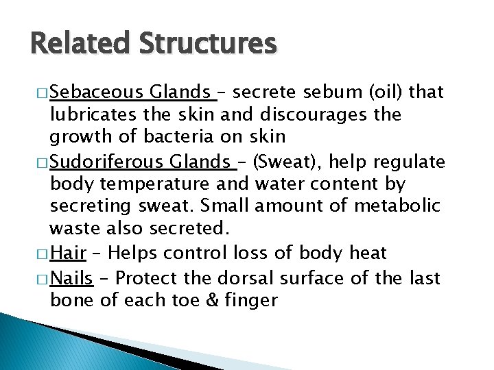 Related Structures � Sebaceous Glands – secrete sebum (oil) that lubricates the skin and