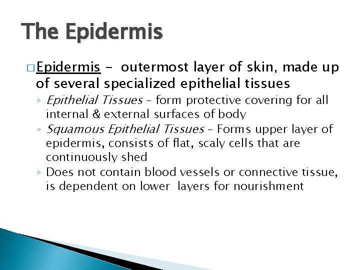 The Epidermis � Epidermis - outermost layer of skin, made up of several specialized