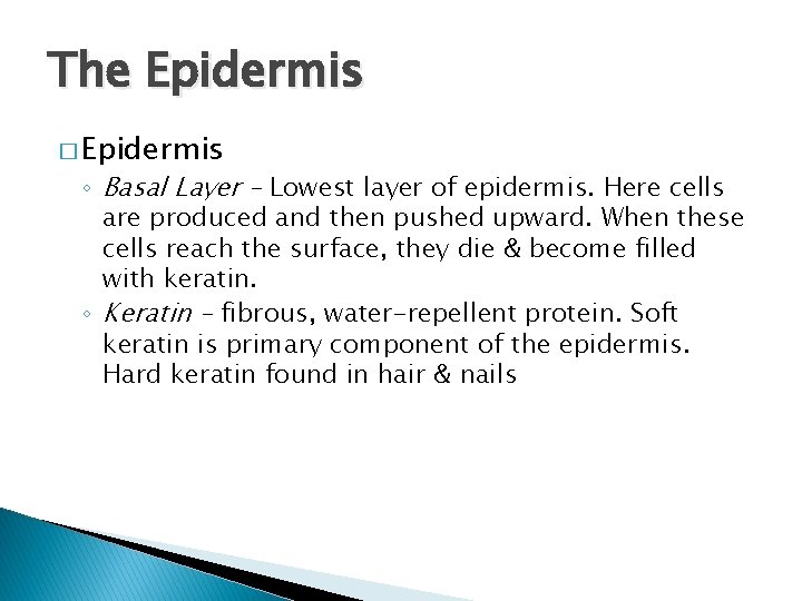 The Epidermis � Epidermis ◦ Basal Layer – Lowest layer of epidermis. Here cells