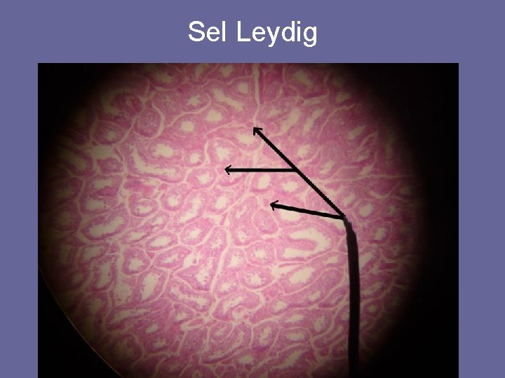Sel Leydig Sel Leydig