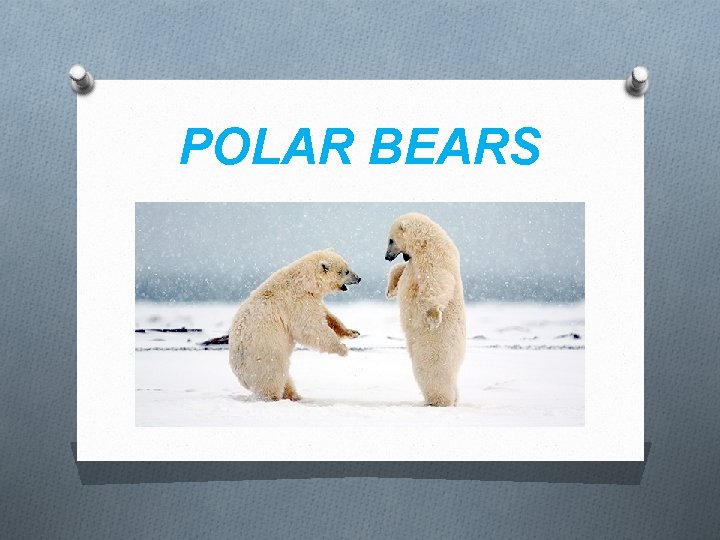 POLAR BEARS 