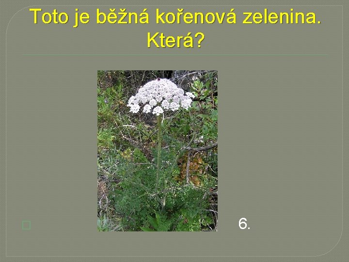 Toto je běžná kořenová zelenina. Která? � 6. 
