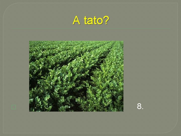 A tato? � 8. 