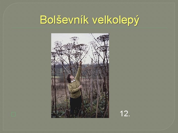 Bolševník velkolepý � 12. 