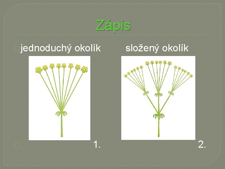 Zápis �jednoduchý okolík složený okolík � 1. 2. 
