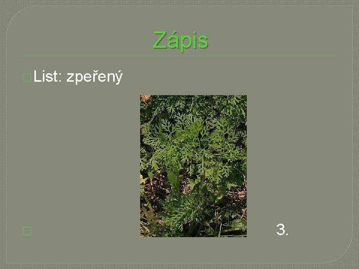 Zápis �List: zpeřený � 3. 