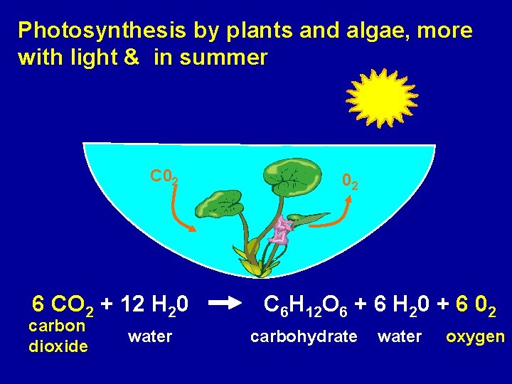 Photosynthesis by plants and algae, more with light & in summer C 02 6