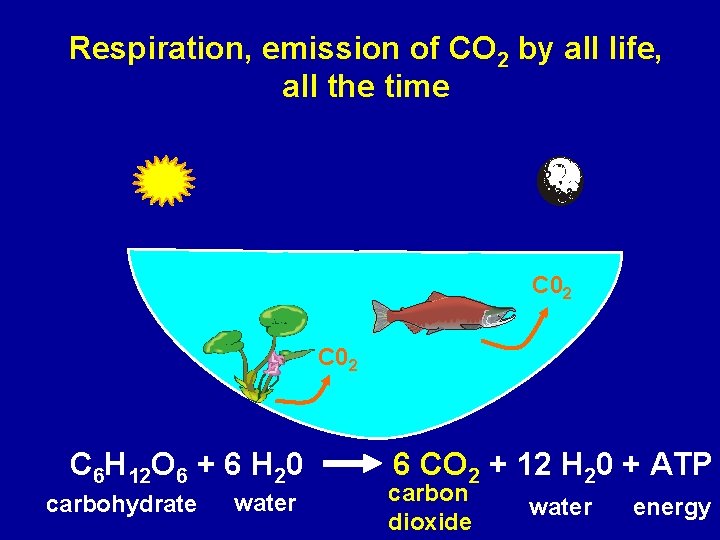Respiration, emission of CO 2 by all life, all the time C 02 C