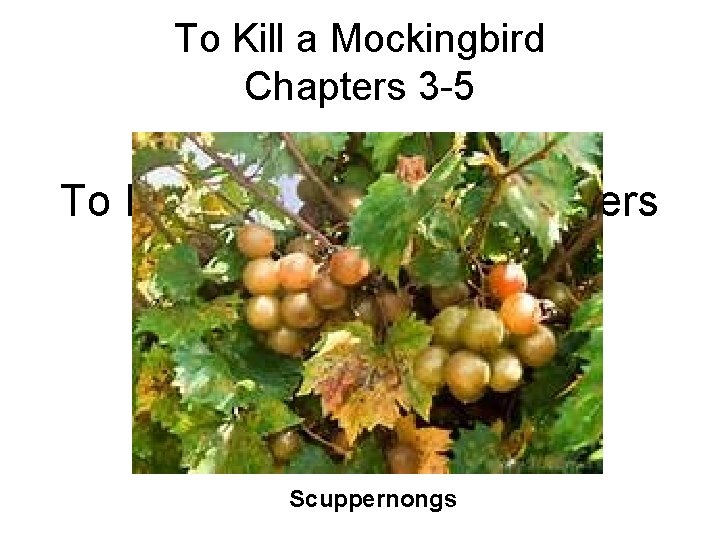 To Kill a Mockingbird Chapters 3 -5 Scuppernongs 