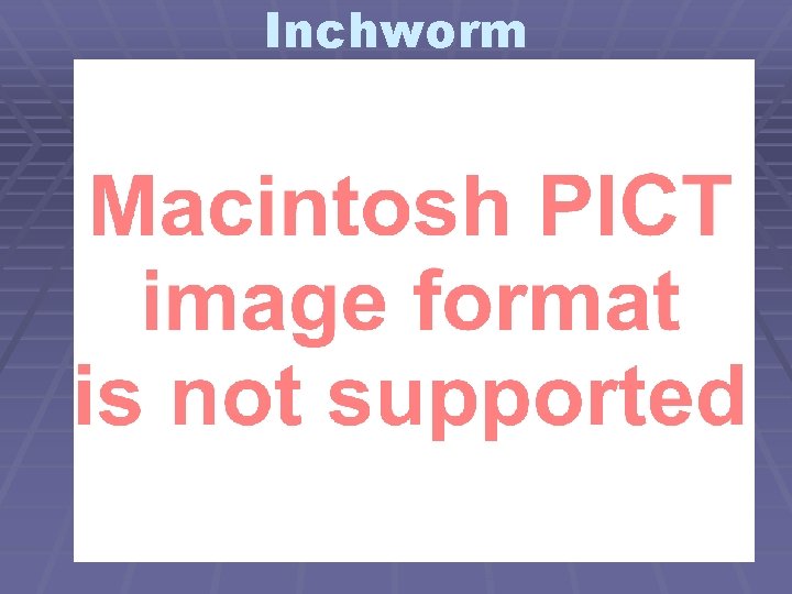 Inchworm 