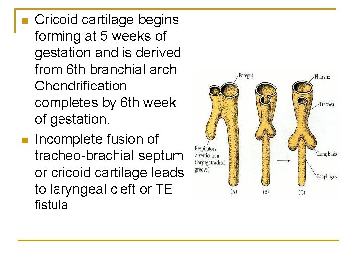 n n Cricoid cartilage begins forming at 5 weeks of gestation and is derived