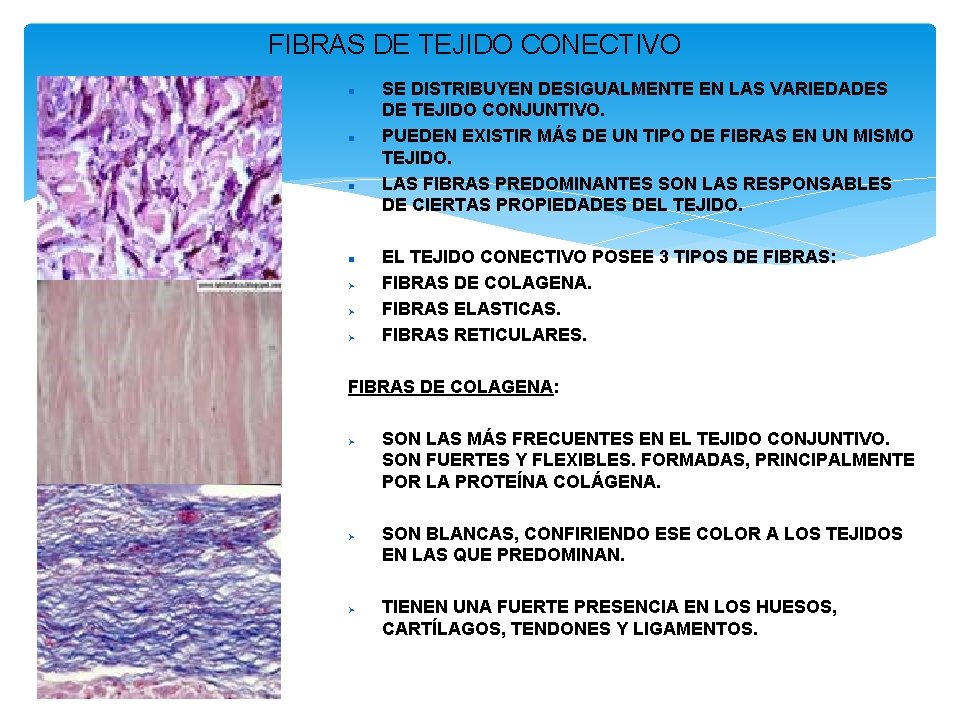 FIBRAS DE TEJIDO CONECTIVO SE DISTRIBUYEN DESIGUALMENTE EN LAS VARIEDADES DE TEJIDO CONJUNTIVO. PUEDEN