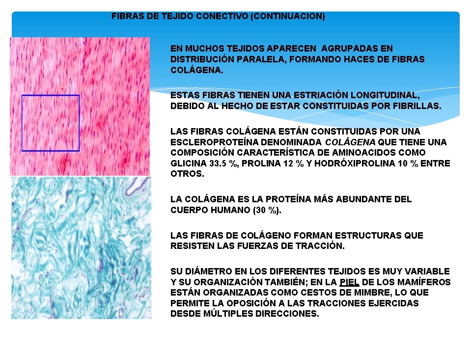 FIBRAS DE TEJIDO CONECTIVO (CONTINUACION) EN MUCHOS TEJIDOS APARECEN AGRUPADAS EN DISTRIBUCIÓN PARALELA, FORMANDO