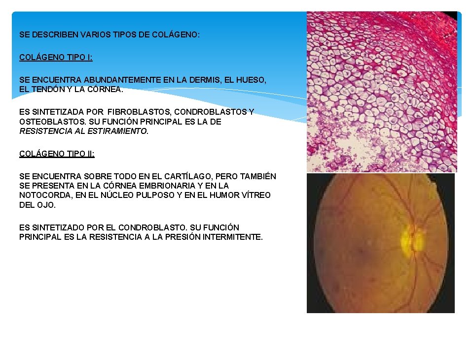 SE DESCRIBEN VARIOS TIPOS DE COLÁGENO: COLÁGENO TIPO I: SE ENCUENTRA ABUNDANTEMENTE EN LA