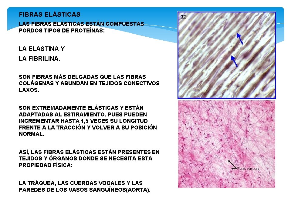 FIBRAS ELÁSTICAS LAS FIBRAS ELÁSTICAS ESTÁN COMPUESTAS PORDOS TIPOS DE PROTEÍNAS: LA ELASTINA Y