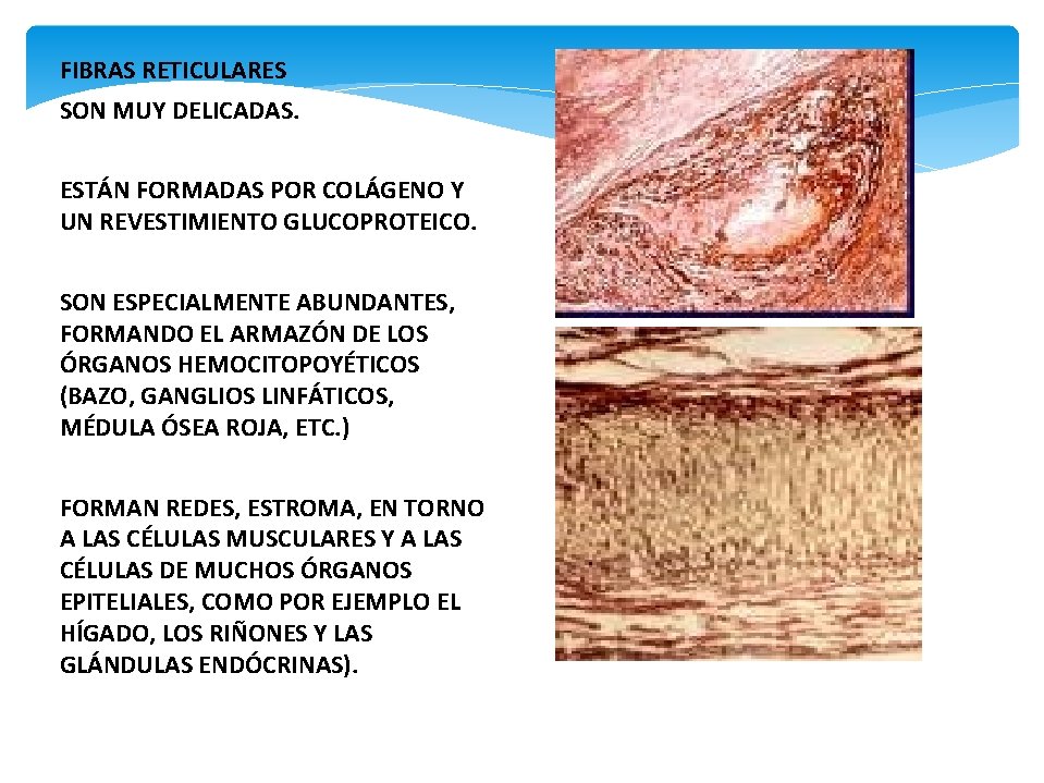 FIBRAS RETICULARES SON MUY DELICADAS. ESTÁN FORMADAS POR COLÁGENO Y UN REVESTIMIENTO GLUCOPROTEICO. SON