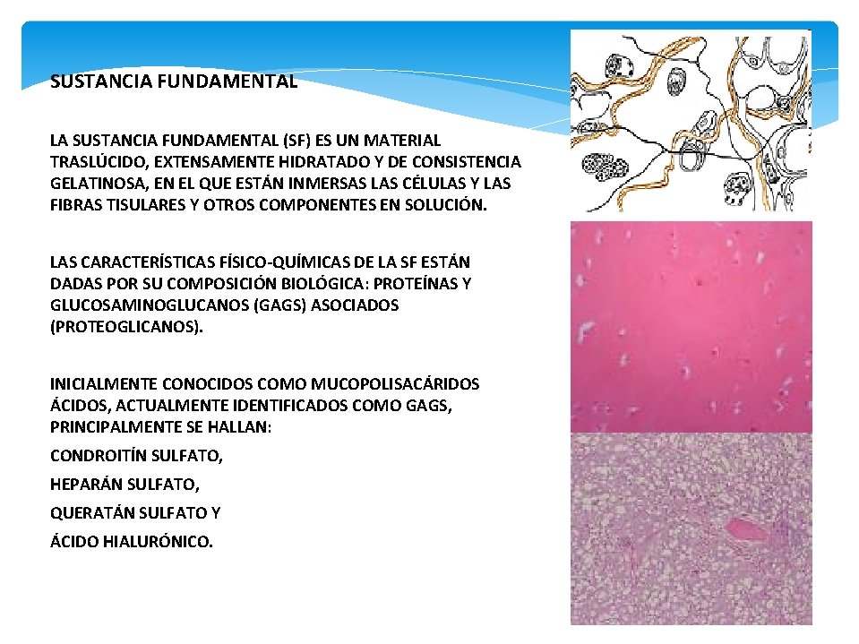 SUSTANCIA FUNDAMENTAL LA SUSTANCIA FUNDAMENTAL (SF) ES UN MATERIAL TRASLÚCIDO, EXTENSAMENTE HIDRATADO Y DE