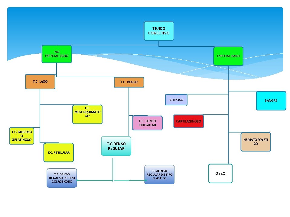 TEJIDO CONECTIVO NO ESPECIALIZADO T. C. LAXO T. C. DENSO ADIPOSO SANGRE T. C.