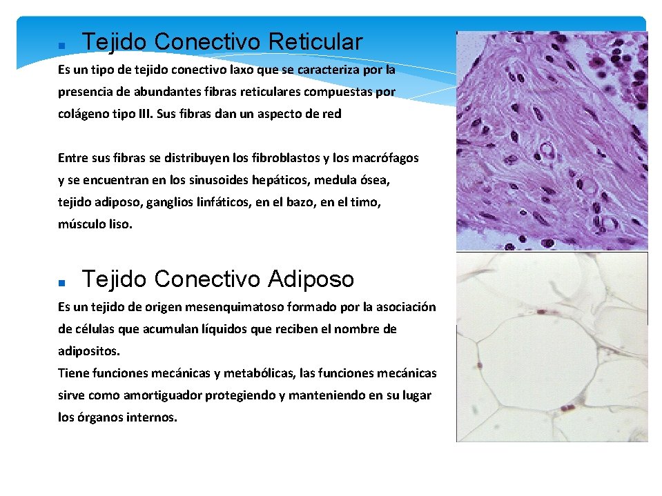  Tejido Conectivo Reticular Es un tipo de tejido conectivo laxo que se caracteriza