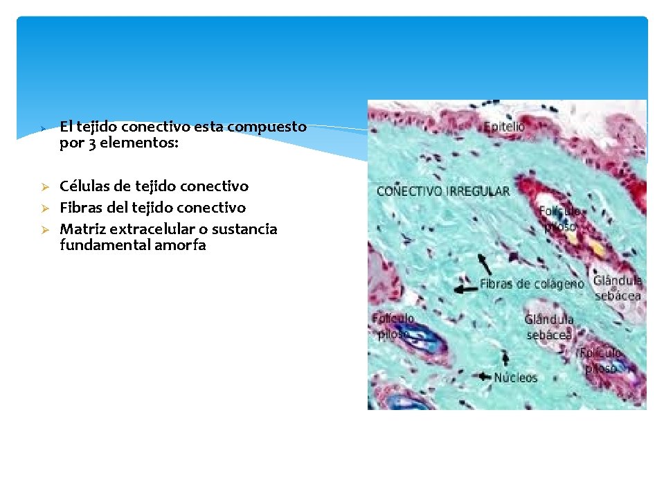  El tejido conectivo esta compuesto por 3 elementos: Células de tejido conectivo Fibras
