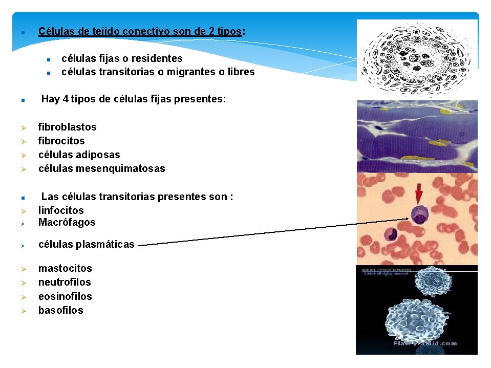  Células de tejido conectivo son de 2 tipos: células fijas o residentes células