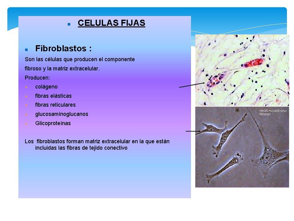  CELULAS FIJAS Fibroblastos : Son las células que producen el componente fibroso y