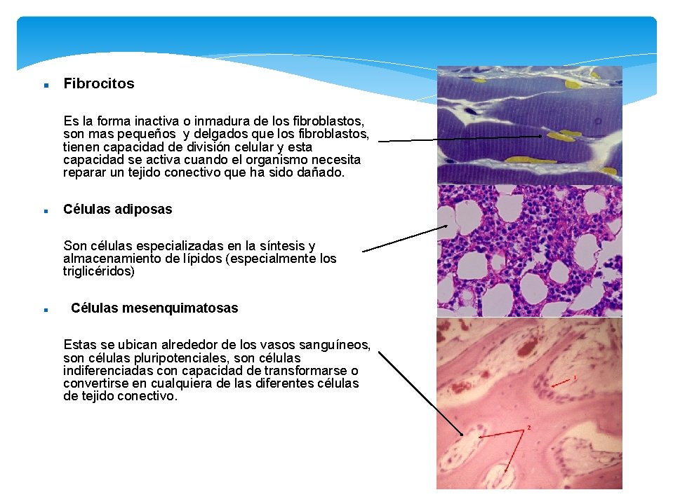  Fibrocitos Es la forma inactiva o inmadura de los fibroblastos, son mas pequeños