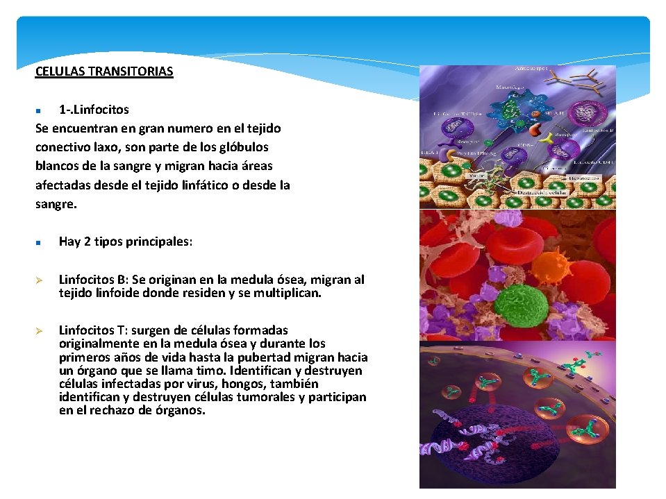 CELULAS TRANSITORIAS 1 -. Linfocitos Se encuentran en gran numero en el tejido conectivo
