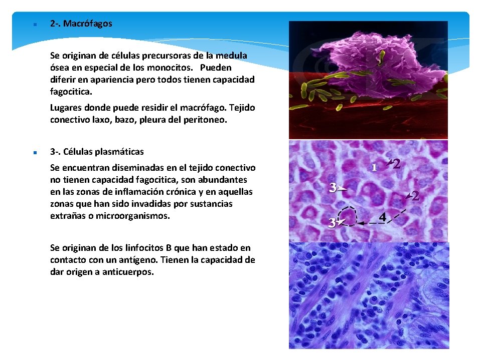  2 -. Macrófagos Se originan de células precursoras de la medula ósea en