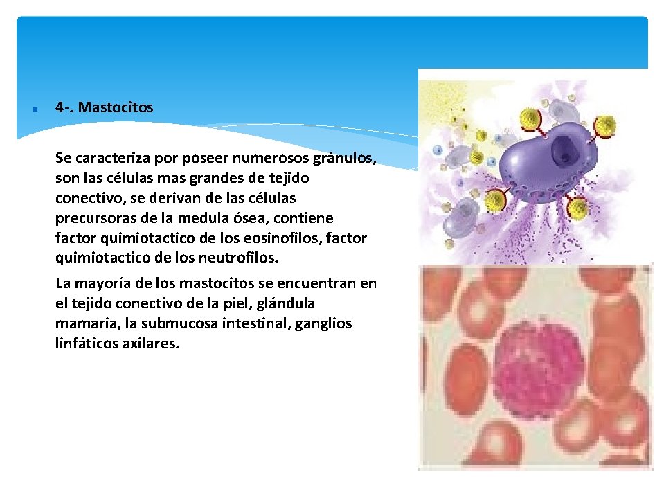  4 -. Mastocitos Se caracteriza por poseer numerosos gránulos, son las células mas